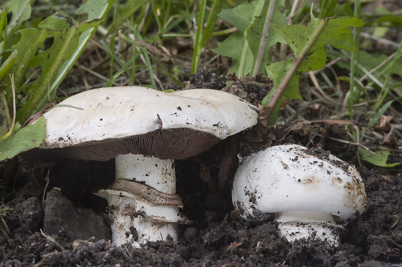 Agaricus bitorquis